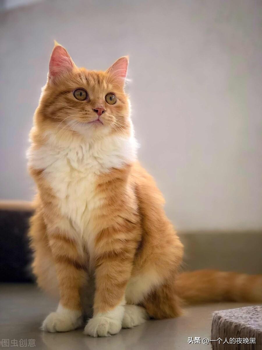 宠物猫的品种及价格（盘点十大新手最好养的猫） 第3张
