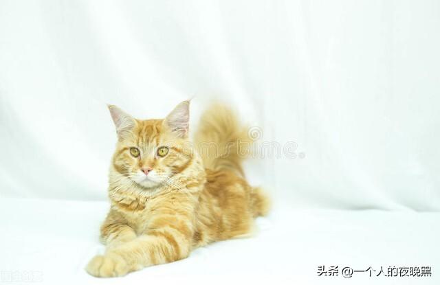 宠物猫的品种及价格（盘点十大新手最好养的猫） 第19张