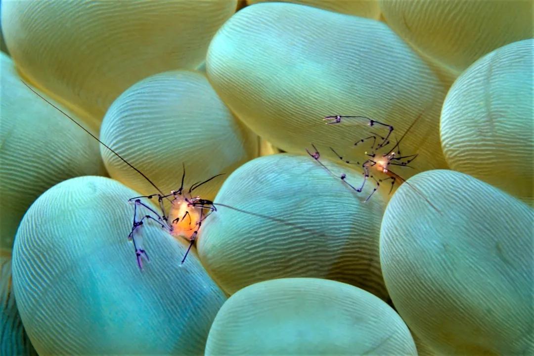 珊瑚，是植物、矿物还是动物？ 第53张