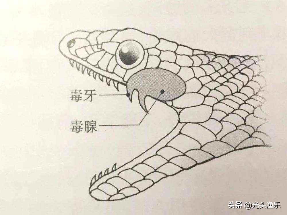 水蚺和蟒蛇的区别什么（水蚺与蟒蛇习性及特点讲解） 第13张