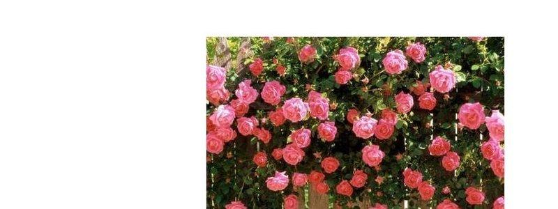 野蔷薇花语是什么（关于野蔷薇花语的含义介绍） 第3张