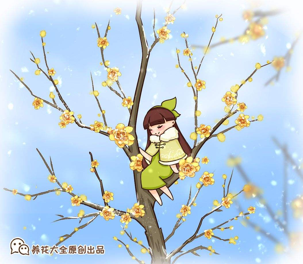 腊梅与梅花有什么区别（一文带你看懂腊梅和梅花的区别） 第1张