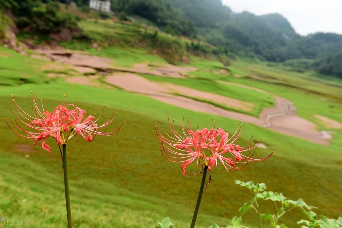 十种招鬼的花（有人却养在家里） 第9张