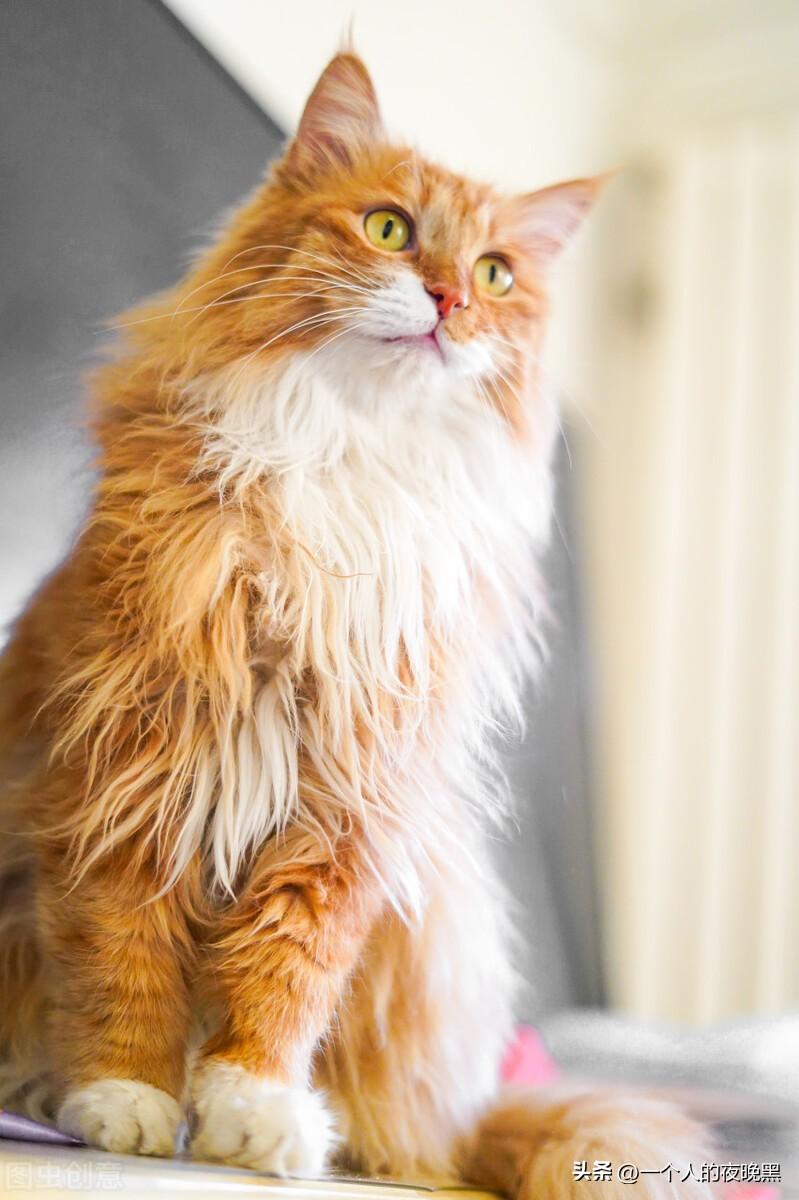 宠物猫的品种及价格（盘点十大新手最好养的猫） 第13张
