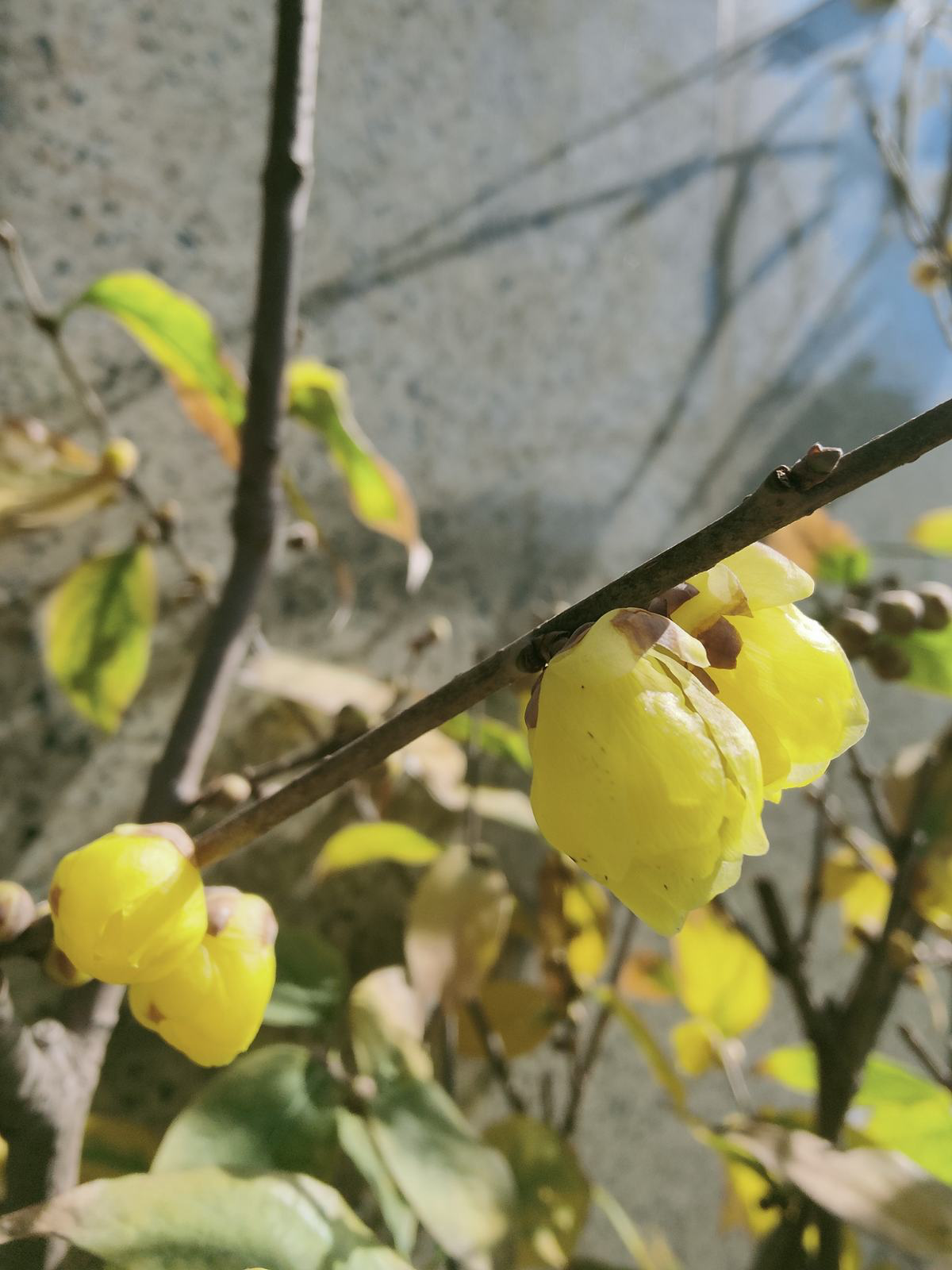 腊梅与梅花有什么区别（一文带你看懂腊梅和梅花的区别） 第11张