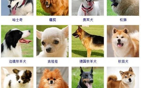 最新名犬大全（178个宠物狗超详细整理）