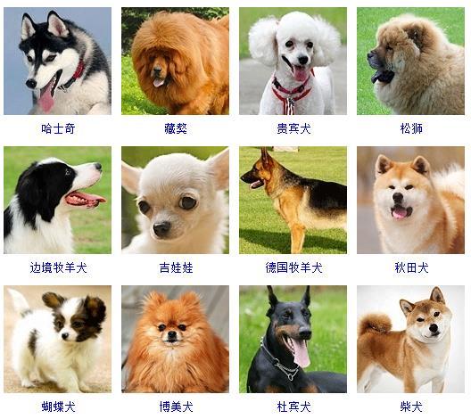 最新名犬大全（178个宠物狗超详细整理） 第1张