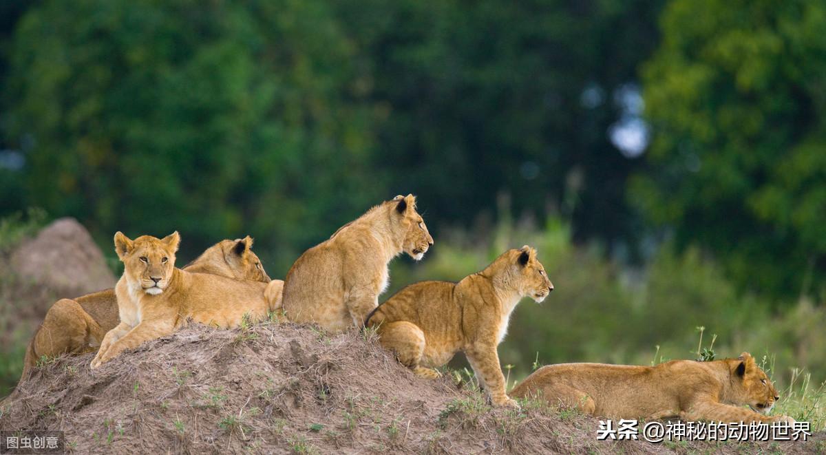 狮子是猫科还是犬科（多角度分析：狮子是真正的猫科动物） 第1张