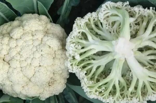 0种强碱性食物排名