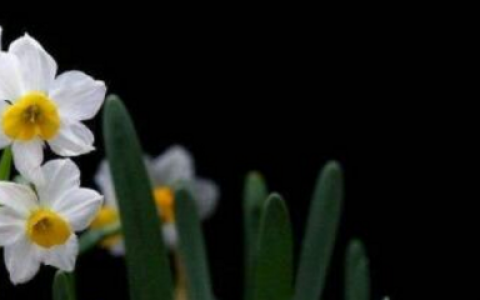 水培水仙花需要施肥吗（了解水仙的养殖方法）