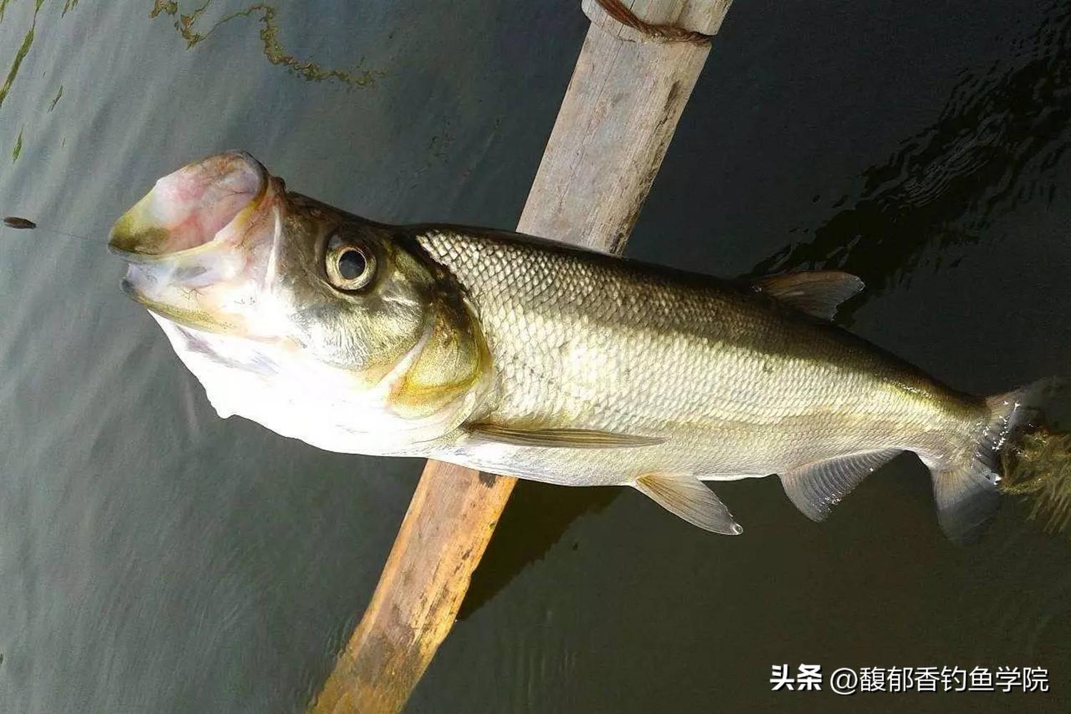 鱼跳出水面是什么原因（钓鱼为何鱼跳出水面却不咬钩） 第3张