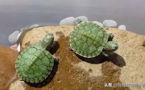 巴西龟多久喂一次（巴西龟寿命一般有多少年）