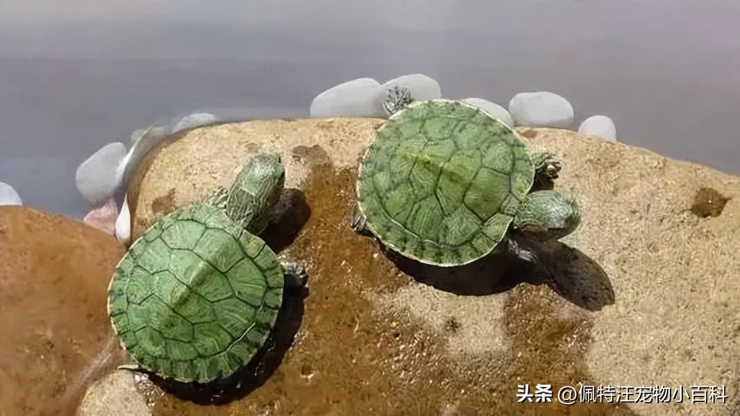 巴西龟多久喂一次（巴西龟寿命一般有多少年） 第1张