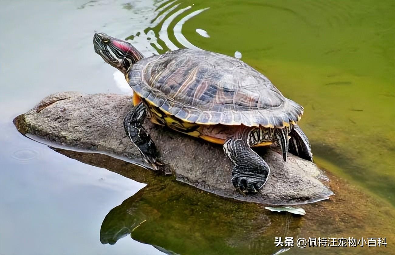 巴西龟多久喂一次（巴西龟寿命一般有多少年） 第3张
