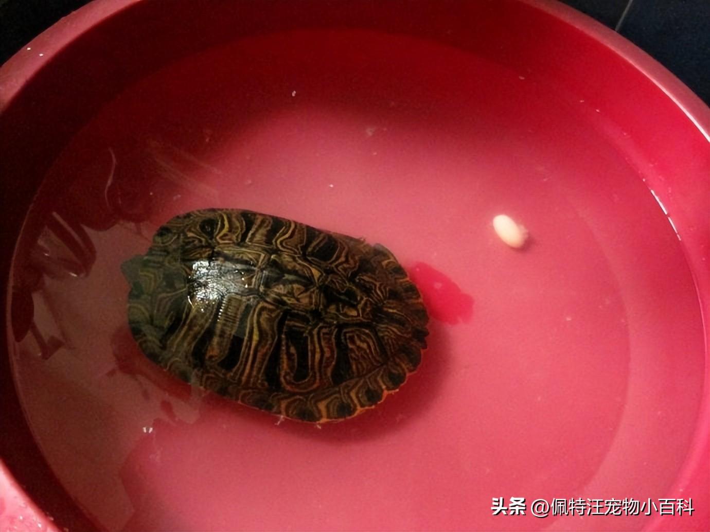 巴西龟多久喂一次（巴西龟寿命一般有多少年） 第7张