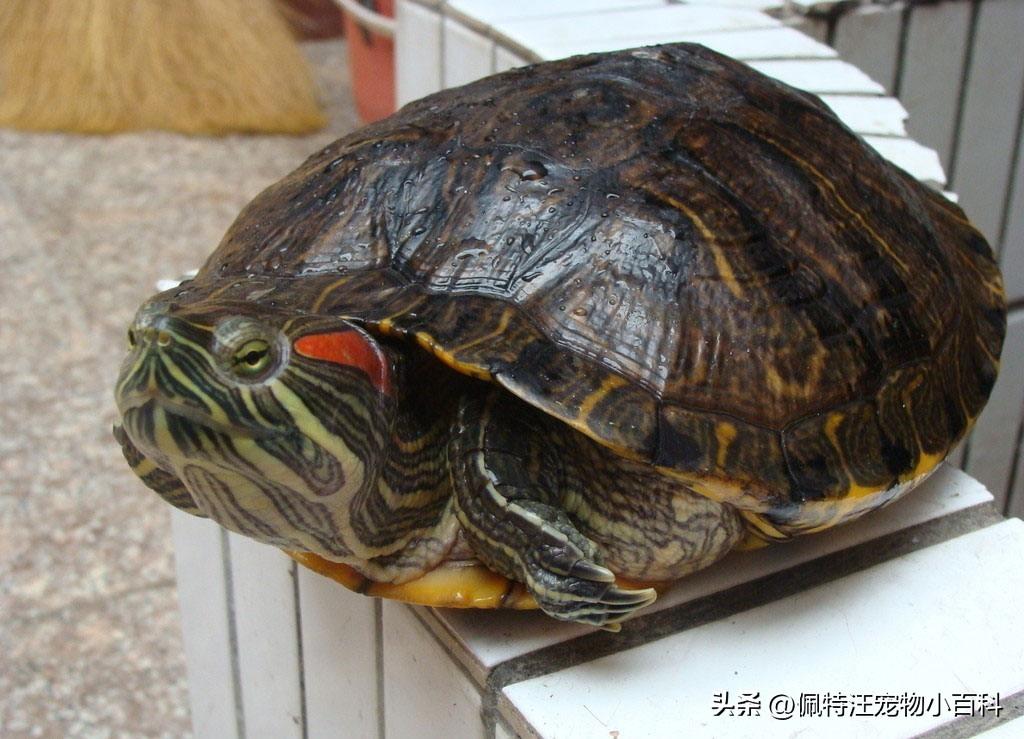 巴西龟多久喂一次（巴西龟寿命一般有多少年） 第9张