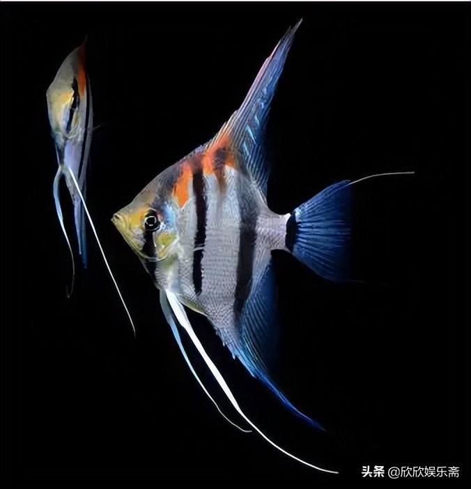 什么观赏鱼最好养活（最值得养的10种高颜值观赏鱼） 第5张
