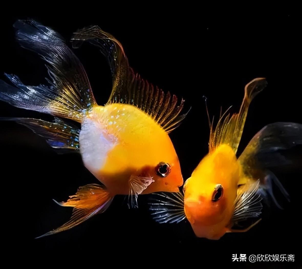 什么观赏鱼最好养活（最值得养的10种高颜值观赏鱼） 第7张