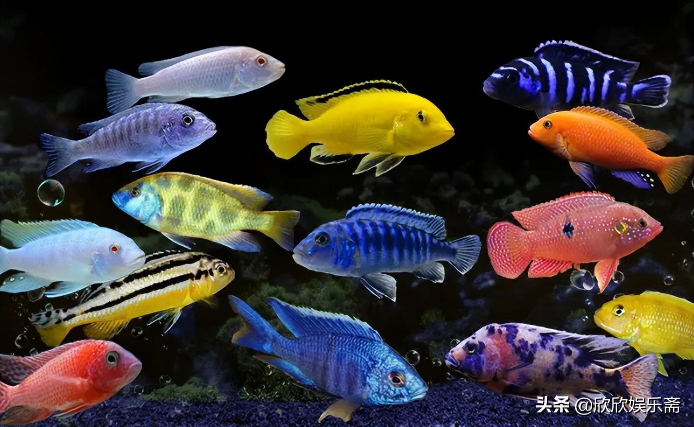 什么观赏鱼最好养活（最值得养的10种高颜值观赏鱼） 第9张