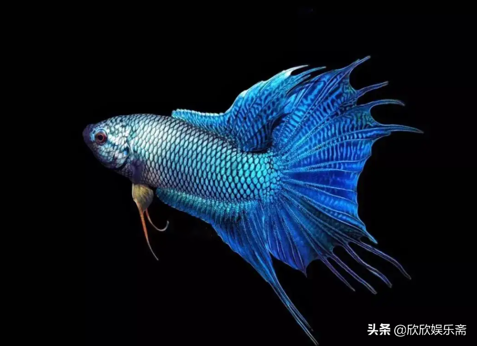 什么观赏鱼最好养活（最值得养的10种高颜值观赏鱼） 第11张