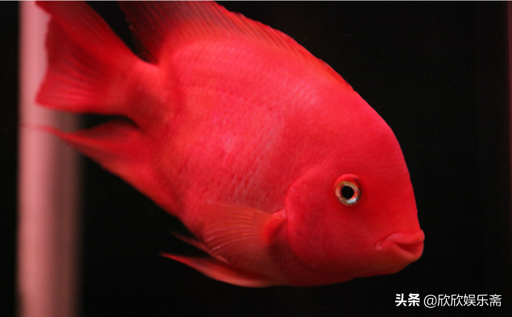 什么观赏鱼最好养活（最值得养的10种高颜值观赏鱼） 第13张