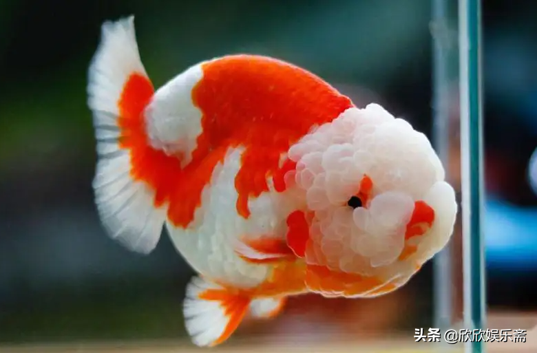 什么观赏鱼最好养活（最值得养的10种高颜值观赏鱼） 第15张