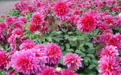 春天适合养什么花（五种适合春天养的花卉推荐）