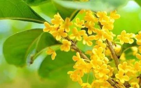 桂花有什么象征意义（桂花的花语和寓意）