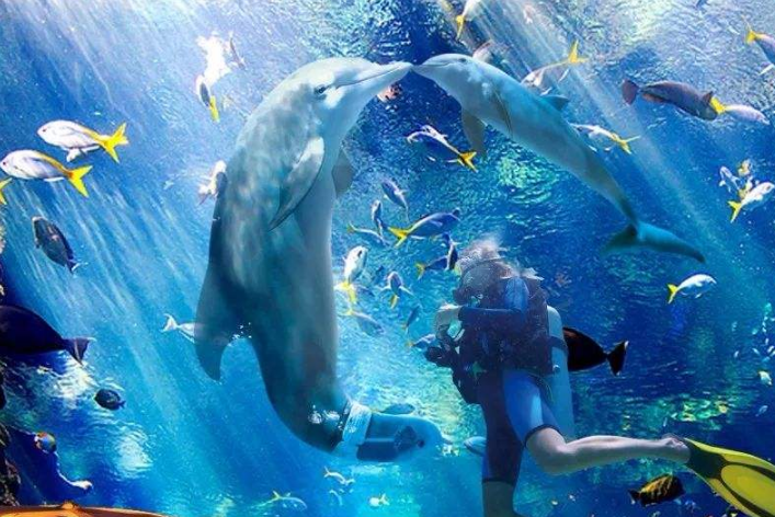 世界十大透明的海 哪里的海水最美丽最清澈最吸引人 第9张