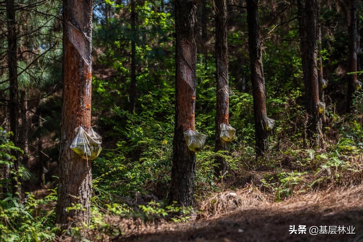种什么树最赚钱农村（最有经济价值的三种类型的树） 第3张