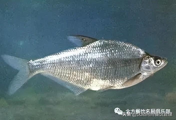 三花一岛都是什么鱼（闻名全国的三花一岛分别指的什么） 第1张