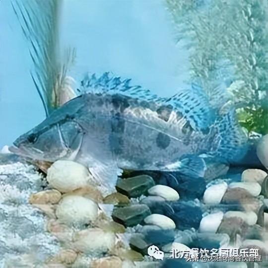三花一岛都是什么鱼（闻名全国的三花一岛分别指的什么） 第3张