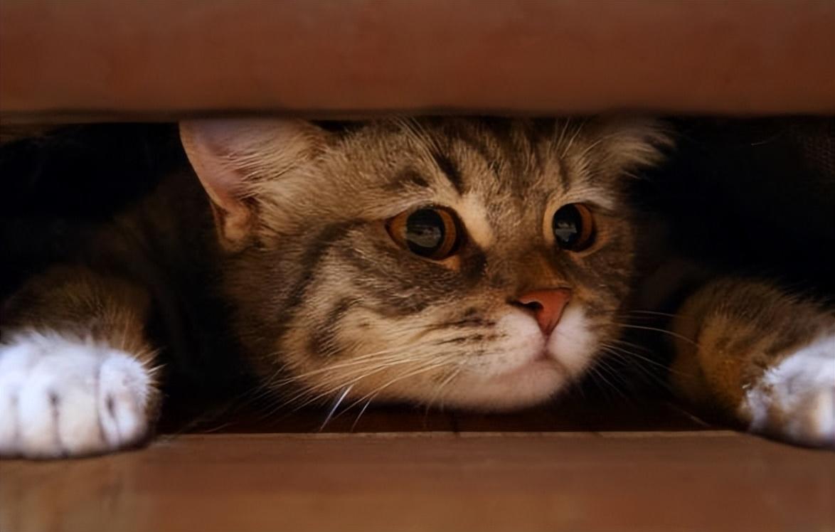 猫咪一切正常就是不爱吃东西（猫咪不吃饭的9大原因） 第1张