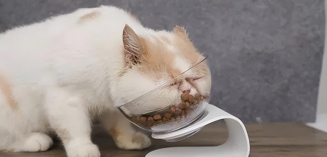 猫咪一切正常就是不爱吃东西（猫咪不吃饭的9大原因） 第3张