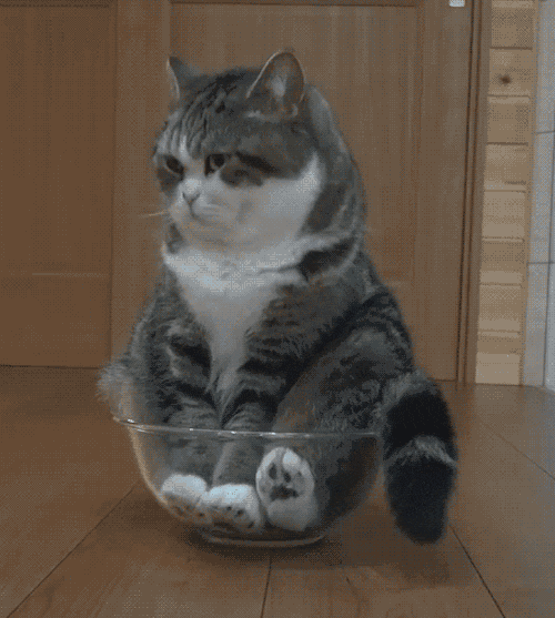 猫咪一切正常就是不爱吃东西（猫咪不吃饭的9大原因） 第5张