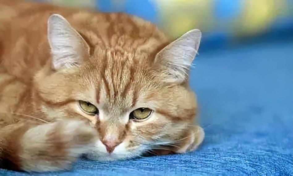 猫咪一切正常就是不爱吃东西（猫咪不吃饭的9大原因） 第7张