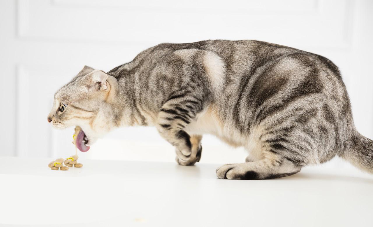 猫咪一切正常就是不爱吃东西（猫咪不吃饭的9大原因） 第13张
