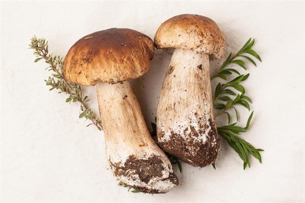 美容养颜天然食材有哪些？美白食物排行榜10强 第19张