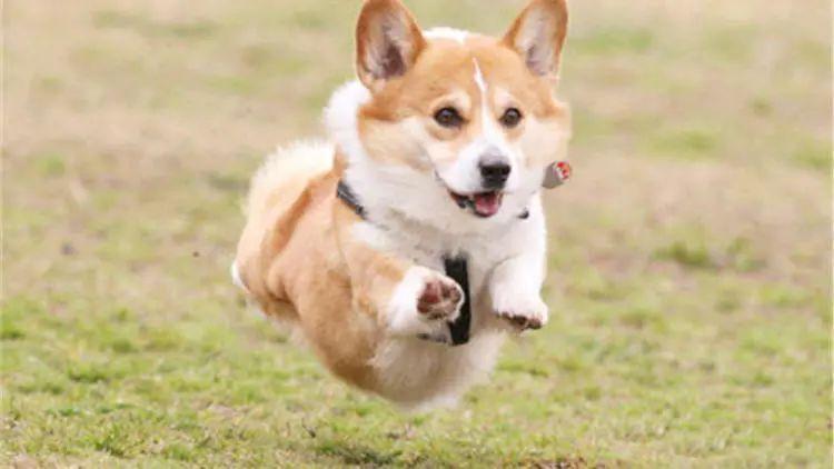 十大最听话的狗排名小型犬（世界十大最听话的狗狗排名） 第1张