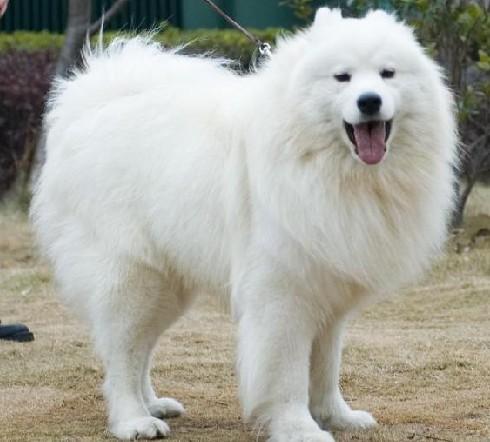 十大最听话的狗排名小型犬（世界十大最听话的狗狗排名） 第15张