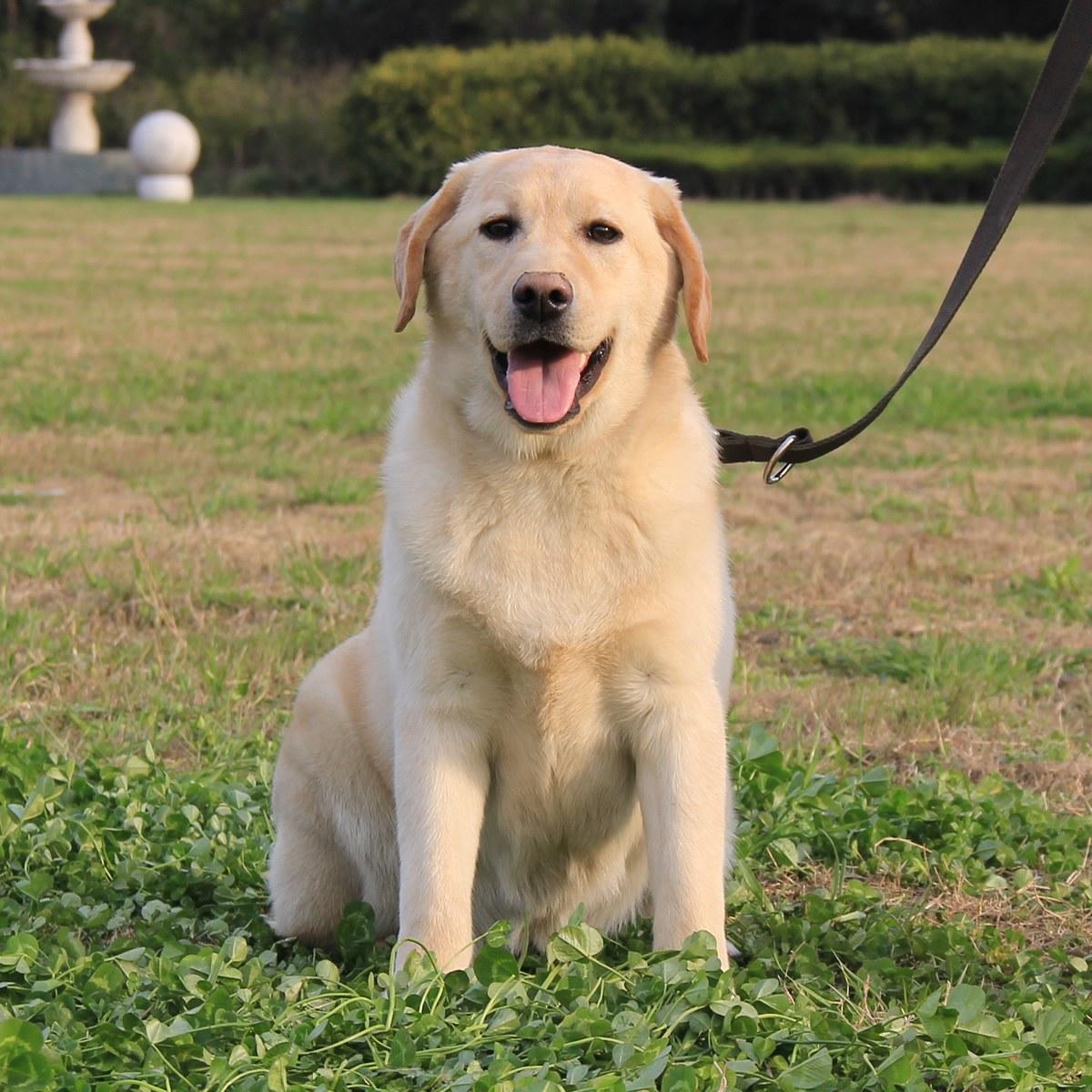 十大最听话的狗排名小型犬（世界十大最听话的狗狗排名） 第17张