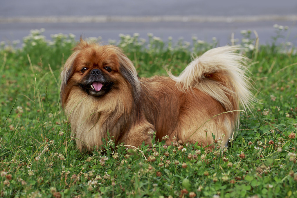 最受欢迎的10种小型犬 十大适合家养的小型犬排行榜 第3张