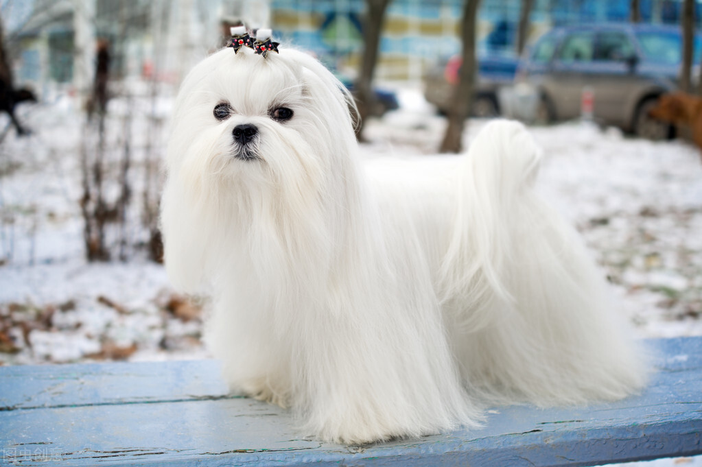 最受欢迎的10种小型犬 十大适合家养的小型犬排行榜 第5张