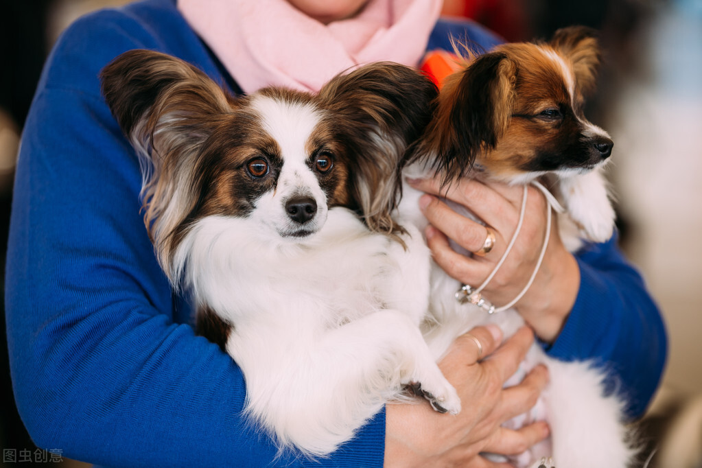 最受欢迎的10种小型犬 十大适合家养的小型犬排行榜 第9张