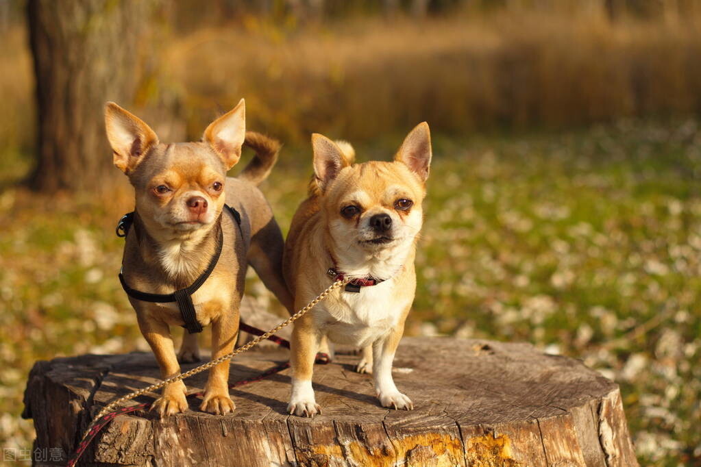 最受欢迎的10种小型犬 十大适合家养的小型犬排行榜 第13张