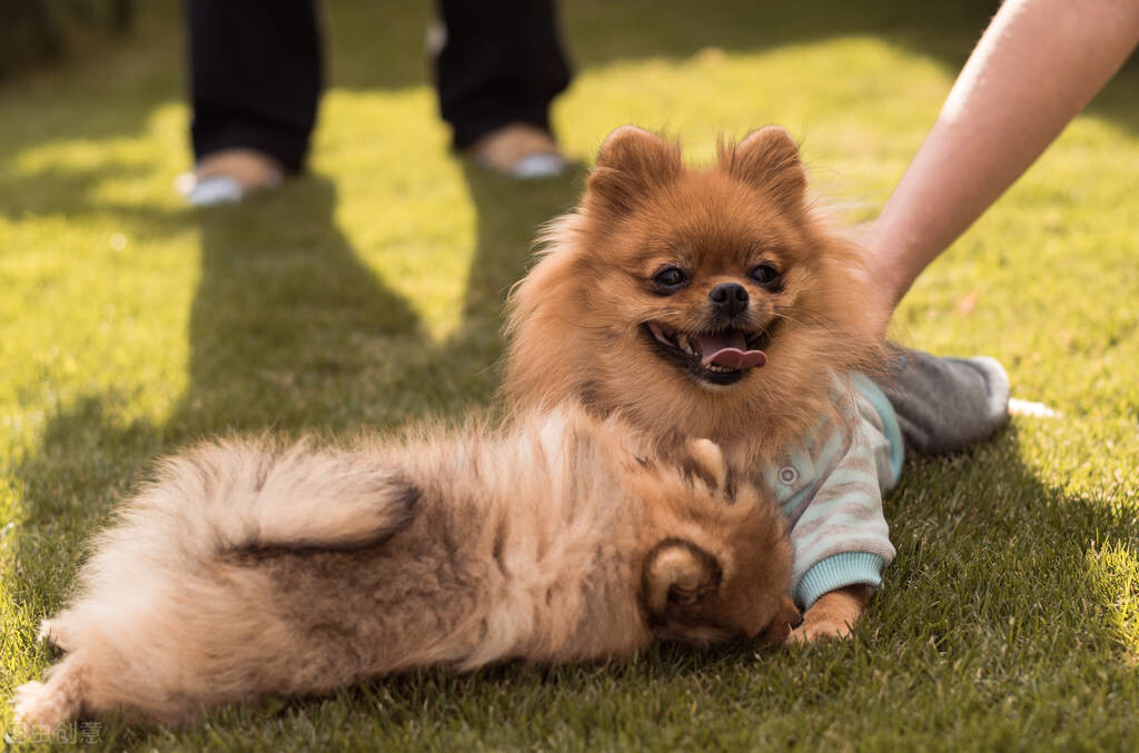 最受欢迎的10种小型犬 十大适合家养的小型犬排行榜 第17张