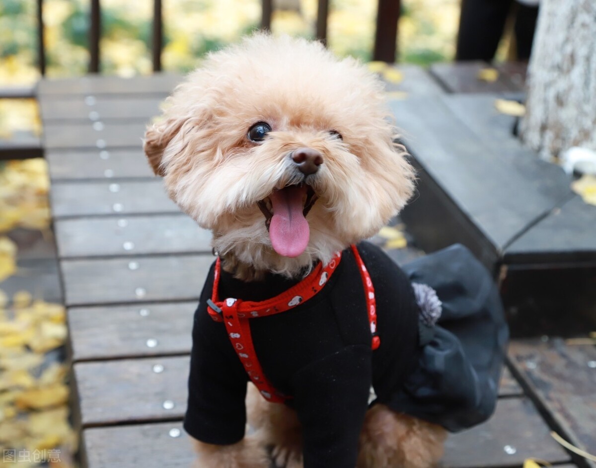最受欢迎的10种小型犬 十大适合家养的小型犬排行榜 第19张