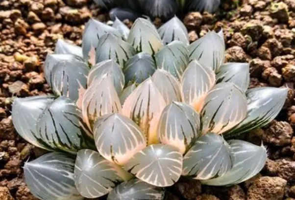 十大名贵多肉植物 名贵多肉品种排行有哪些 第1张