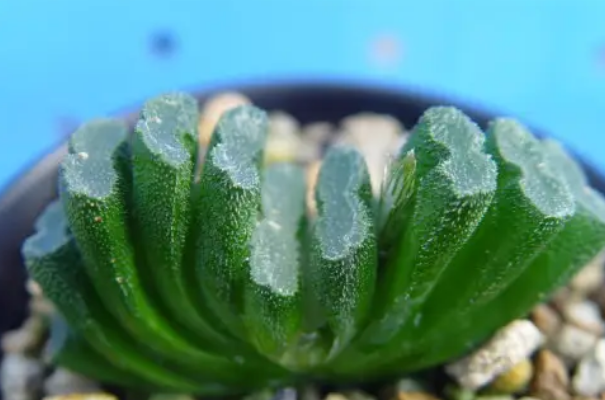 十大名贵多肉植物 名贵多肉品种排行有哪些 第3张