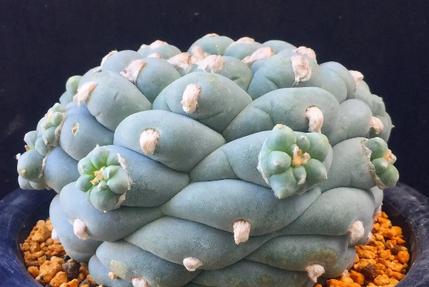 十大名贵多肉植物 名贵多肉品种排行有哪些 第7张